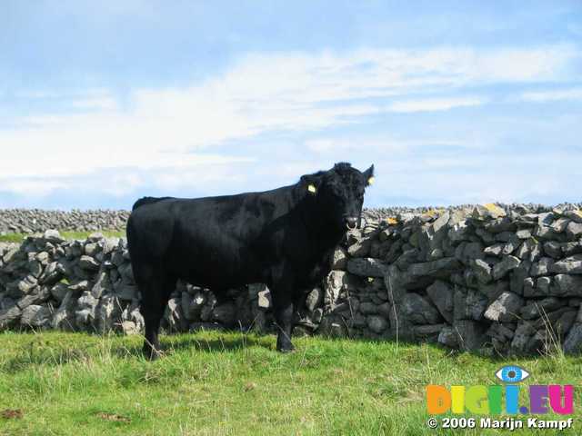 19073 Bull in field